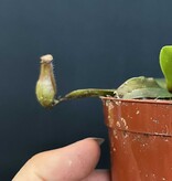 Magazoo Plante Népenthès 'Alata'