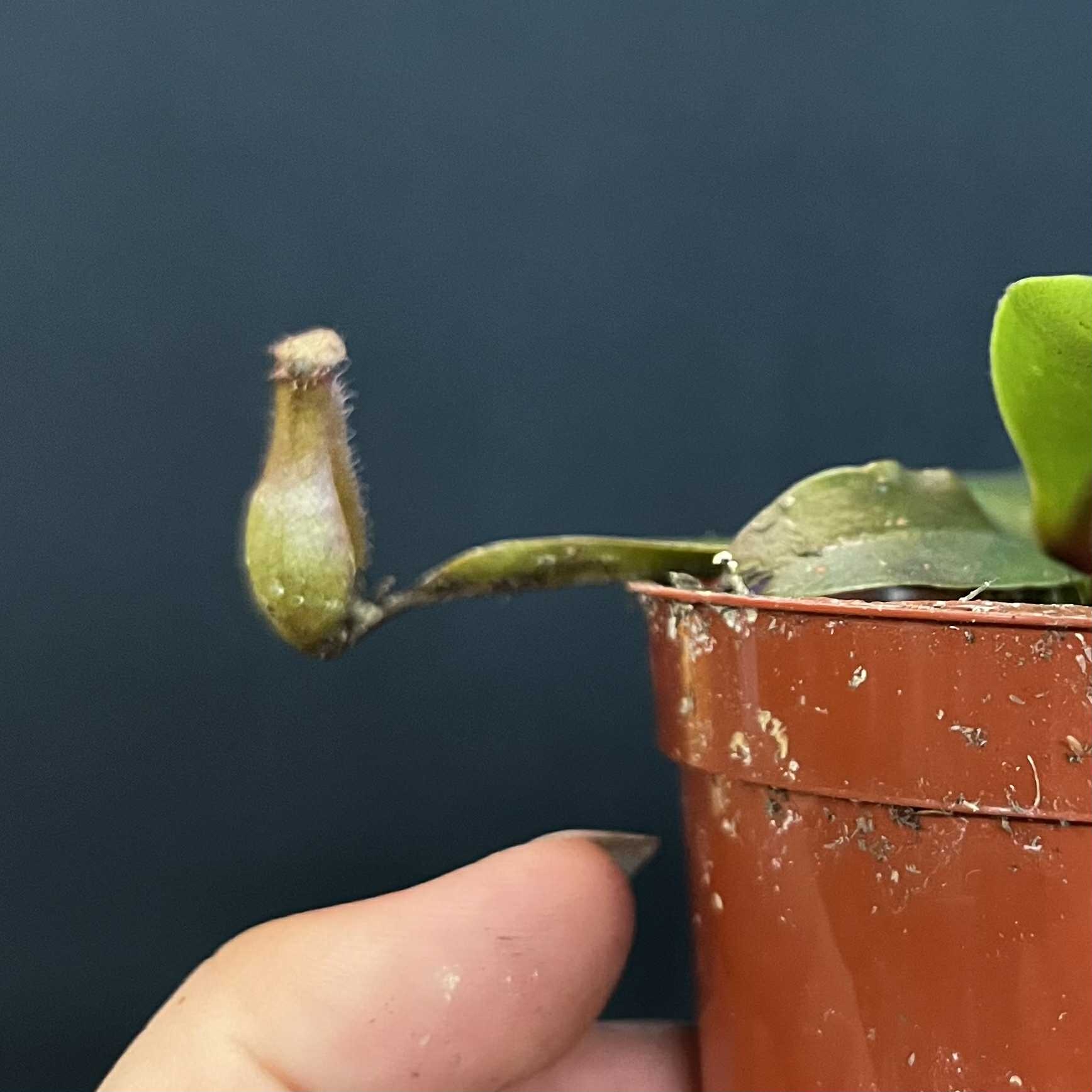 Magazoo Népenthès 'Alata' Plant