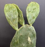 Magazoo Plante Opuntia 'Ficus Indica' Comestible