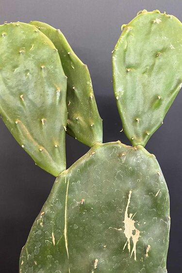 Magazoo Plante Opuntia 'Ficus Indica'