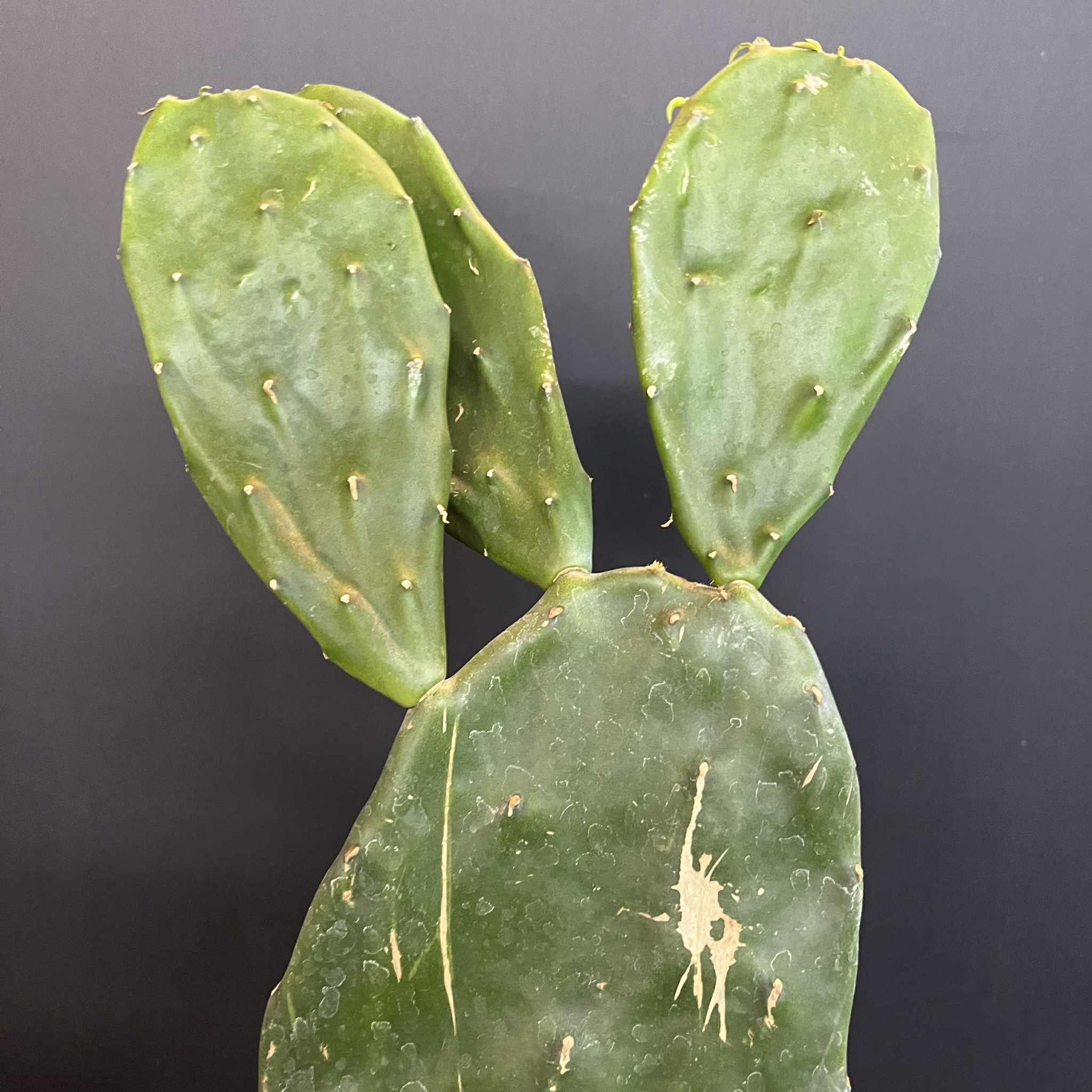 Magazoo Plante Opuntia 'Ficus Indica' Comestible