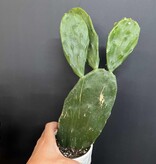Magazoo Plante Opuntia 'Ficus Indica'