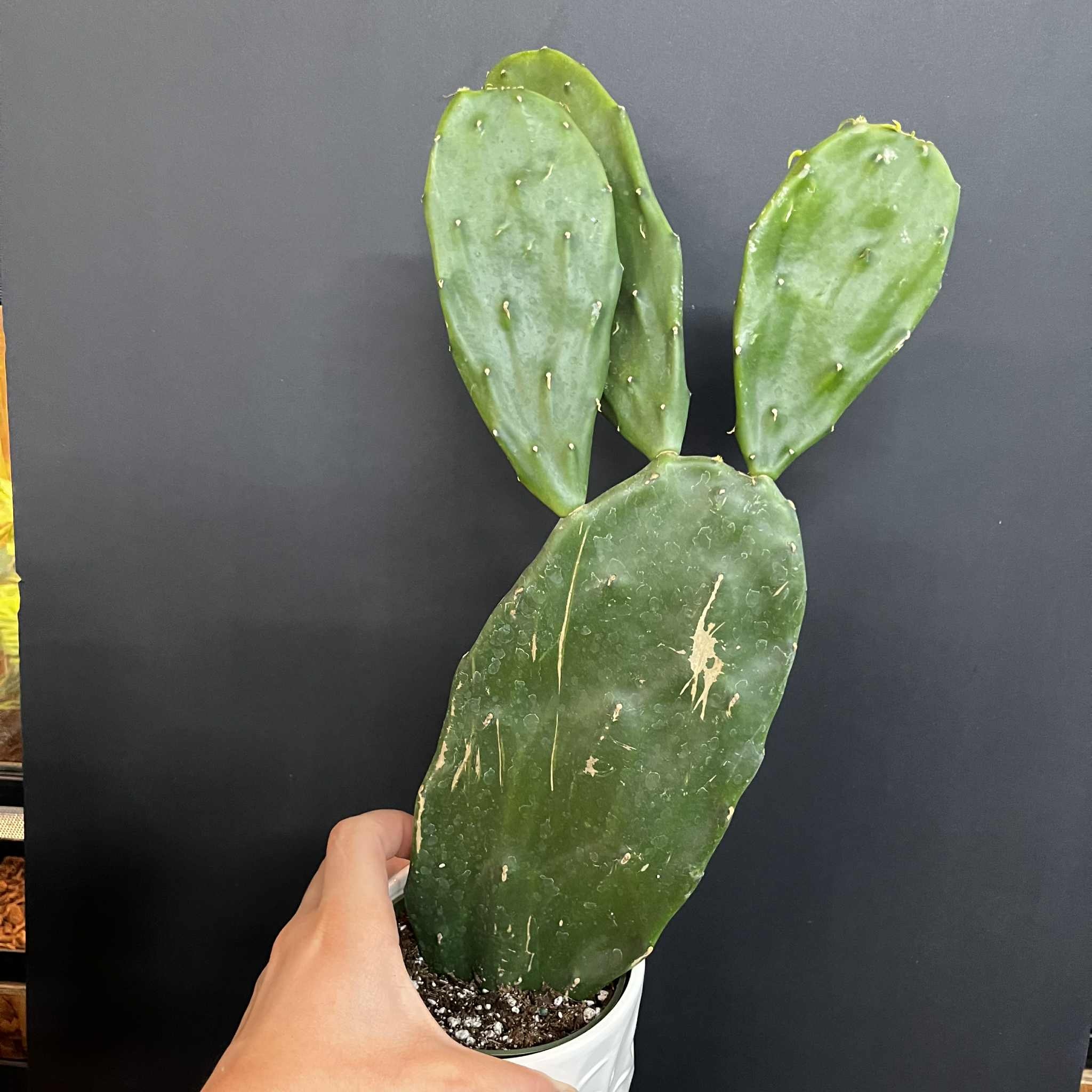 Magazoo Plante Opuntia 'Ficus Indica' Comestible