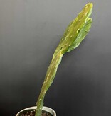 Magazoo Opuntia Plant 'Ficus Indica'