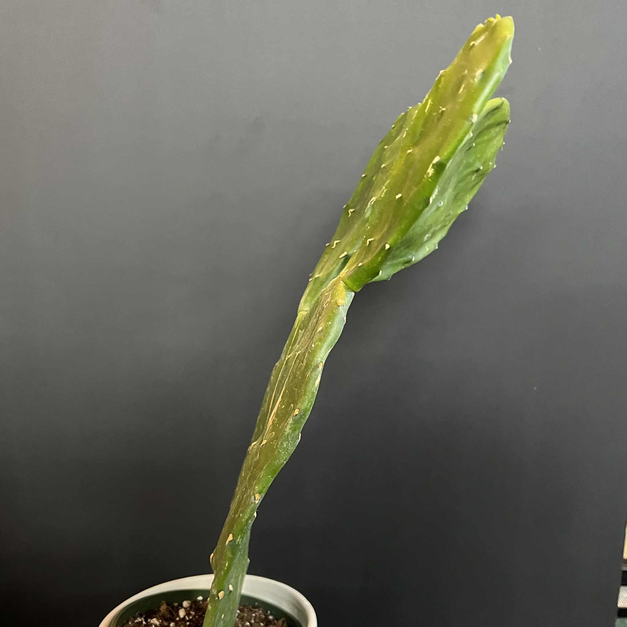 Magazoo Plante Opuntia 'Ficus Indica' Comestible