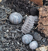La Swamp Woodlouse Culture - Isopod Armadillo Officinalis Greece (12)