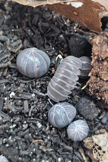 La Swamp Woodlouse Culture - Isopod Armadillo Officinalis Greece (12)