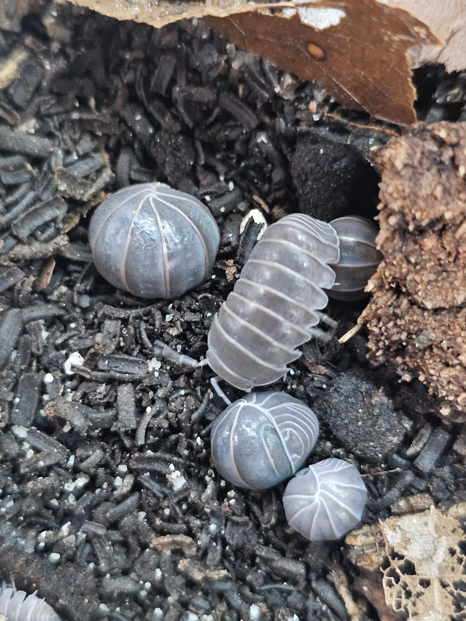 La Swamp Woodlouse Culture - Isopod Armadillo Officinalis Greece (12)