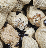 La Swamp  Peanut beetles (Palembus dermestoides)