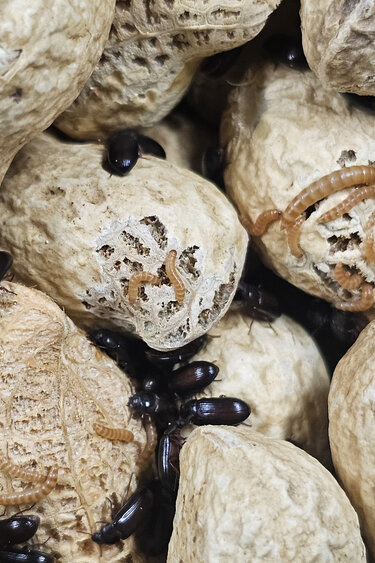 La Swamp Coléoptères de l’arachide (Palembus dermestoides)