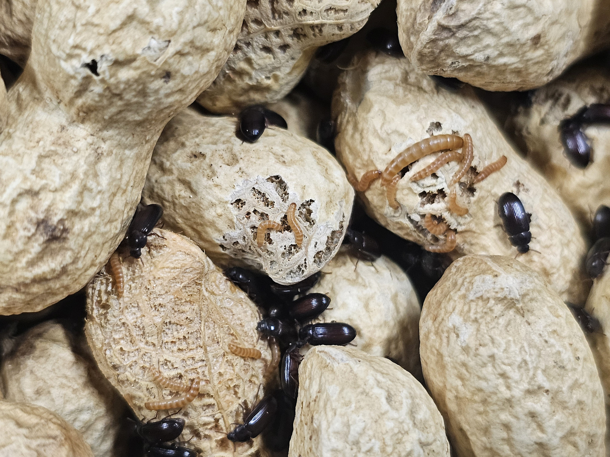 La Swamp  Peanut beetles (Palembus dermestoides)