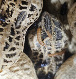 La Swamp  Peanut beetles (Palembus dermestoides)