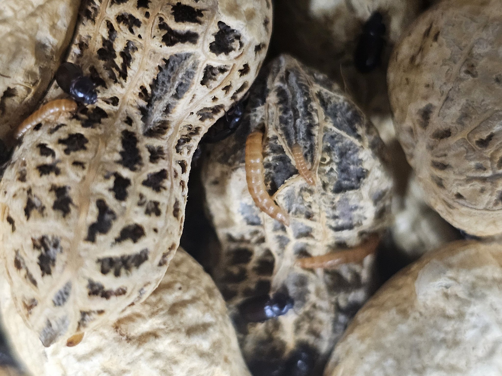 La Swamp Coléoptères de l’arachide (Palembus dermestoides)