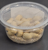 La Swamp  Peanut beetles (Palembus dermestoides)