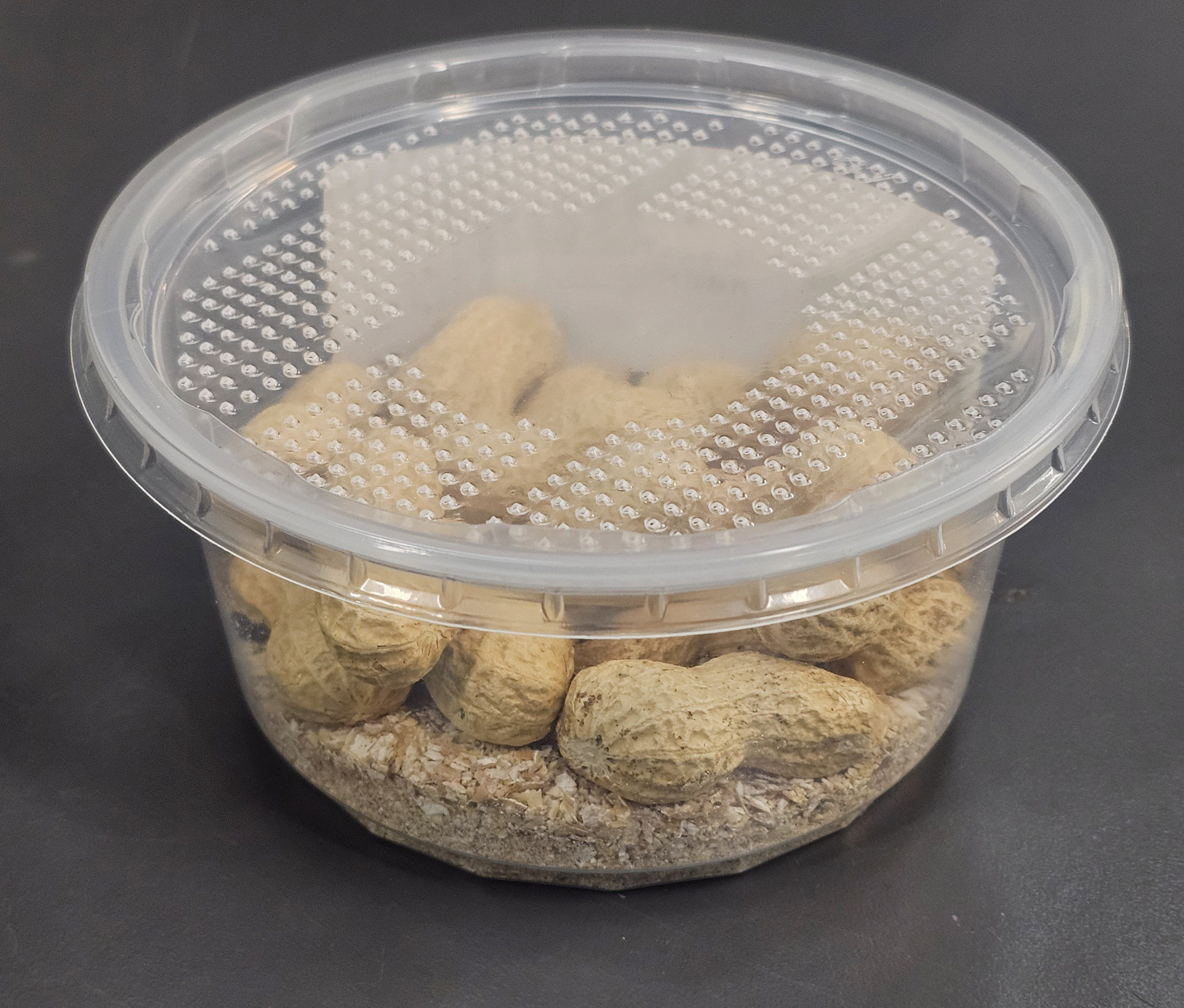 La Swamp  Peanut beetles (Palembus dermestoides)