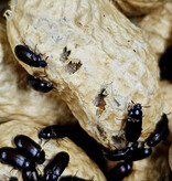 La Swamp  Peanut beetles (Palembus dermestoides)