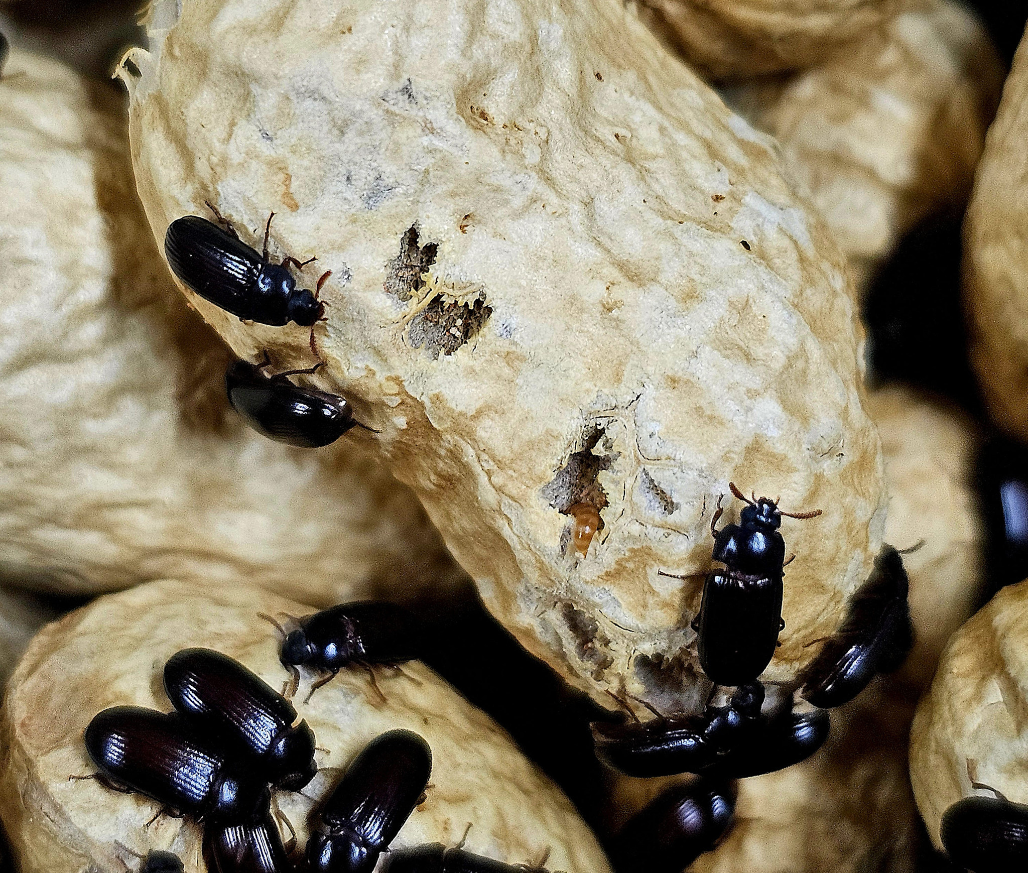 La Swamp  Peanut beetles (Palembus dermestoides)