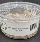 La Swamp Coléoptères de l’arachide (Palembus dermestoides)