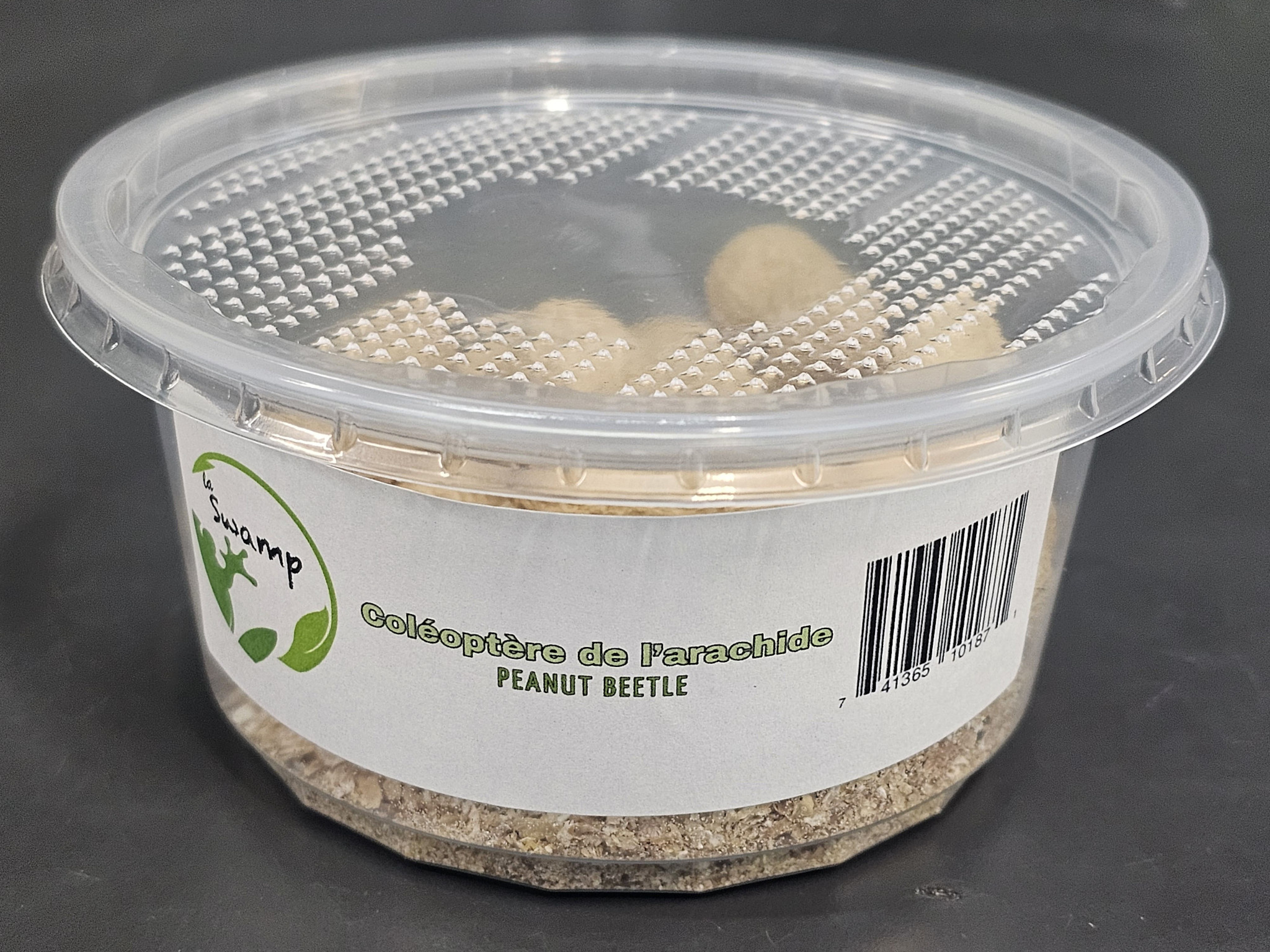 La Swamp  Peanut beetles (Palembus dermestoides)