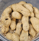 La Swamp  Peanut beetles (Palembus dermestoides)