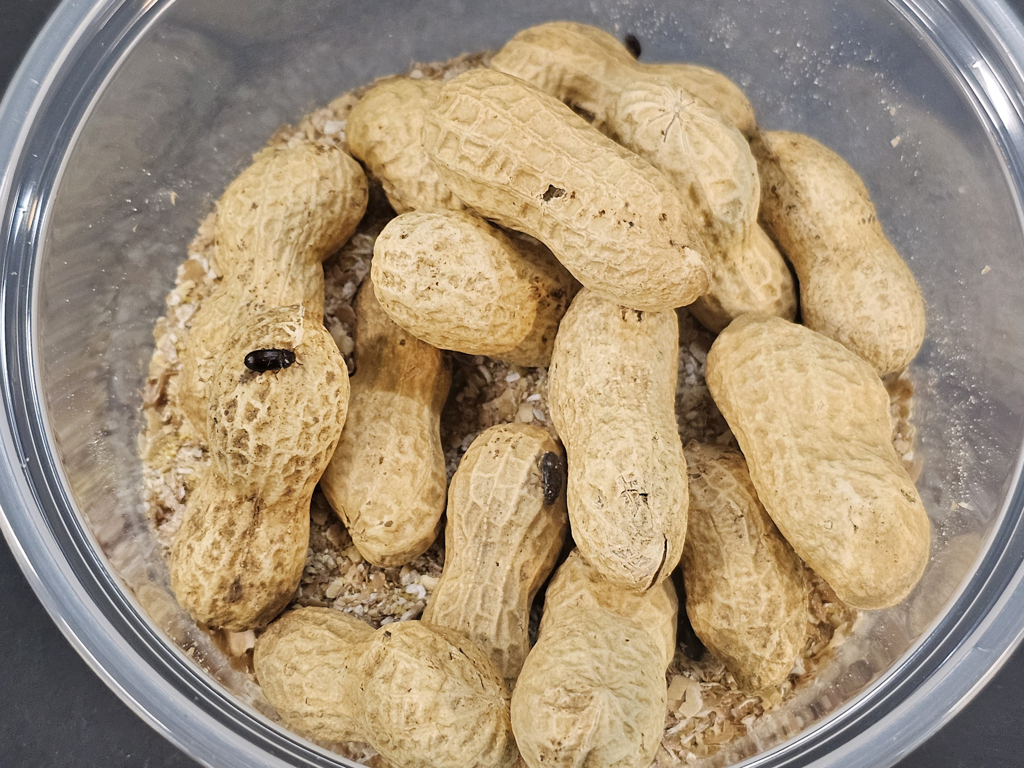 La Swamp  Peanut beetles (Palembus dermestoides)