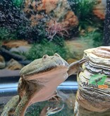 Magazoo Budgett's Frog #2