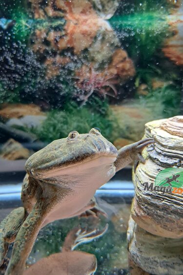 Magazoo Budgett's Frog #2