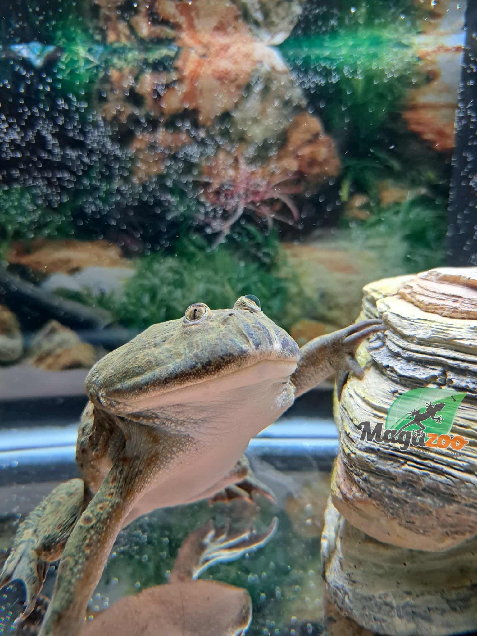 Magazoo Budgett's Frog #2