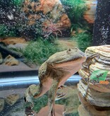 Magazoo Budgett's Frog #2