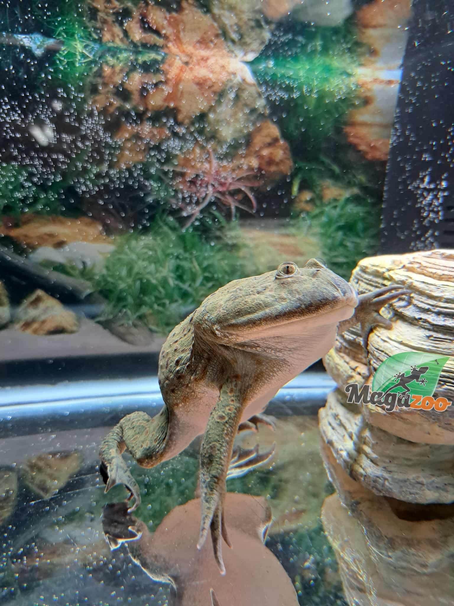 Magazoo Grenouille Budget #2