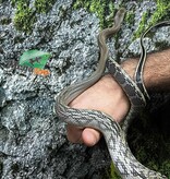 Magazoo Serpent Ratier ''Blue Beauty'' du Vietnam Bébé 2024 Femelle #3