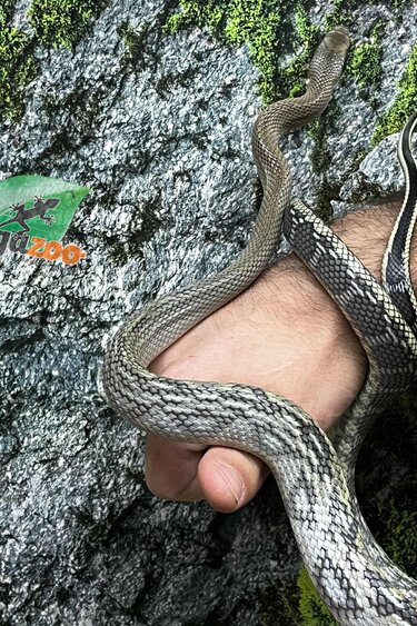 Magazoo Vietman blue beauty rat snake Baby 2024 #3