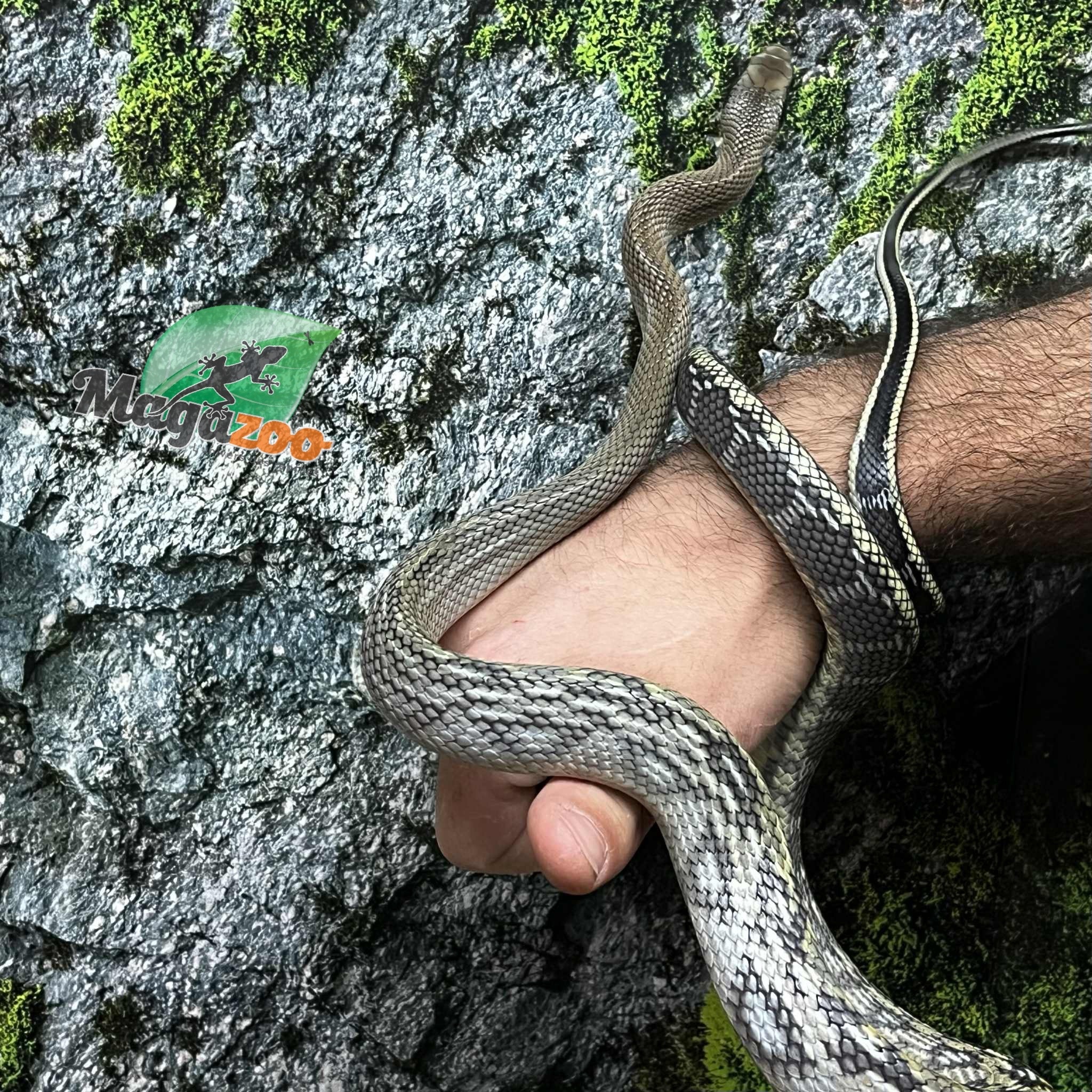 Magazoo Vietman blue beauty rat snake Baby 2024 #3