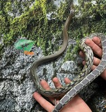 Magazoo Serpent Ratier ''Blue Beauty'' du Vietnam Bébé 2024 Femelle #3