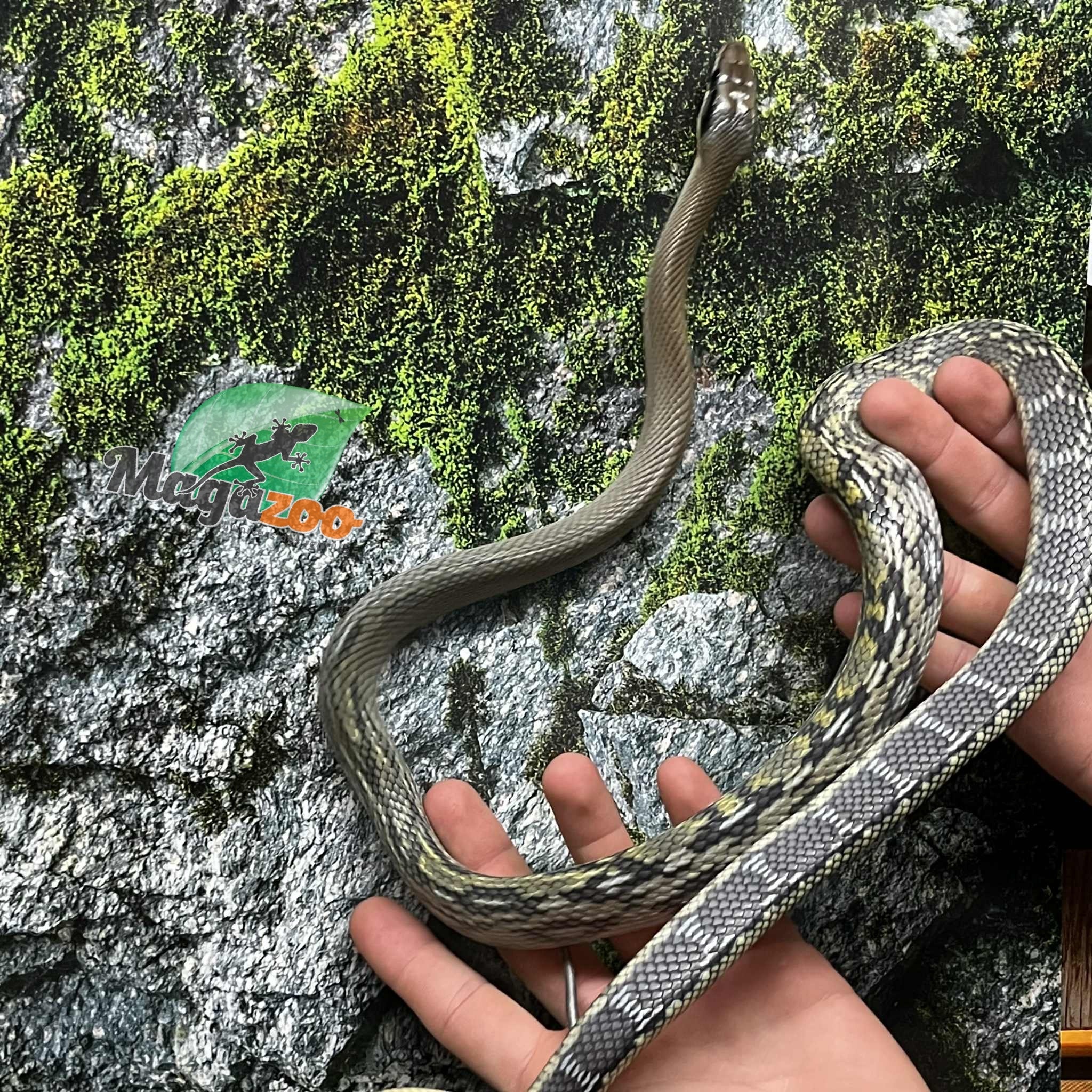 Magazoo Serpent Ratier ''Blue Beauty'' du Vietnam Bébé 2024 Femelle #3