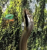 Magazoo Vietman blue beauty rat snake Baby 2024 #3