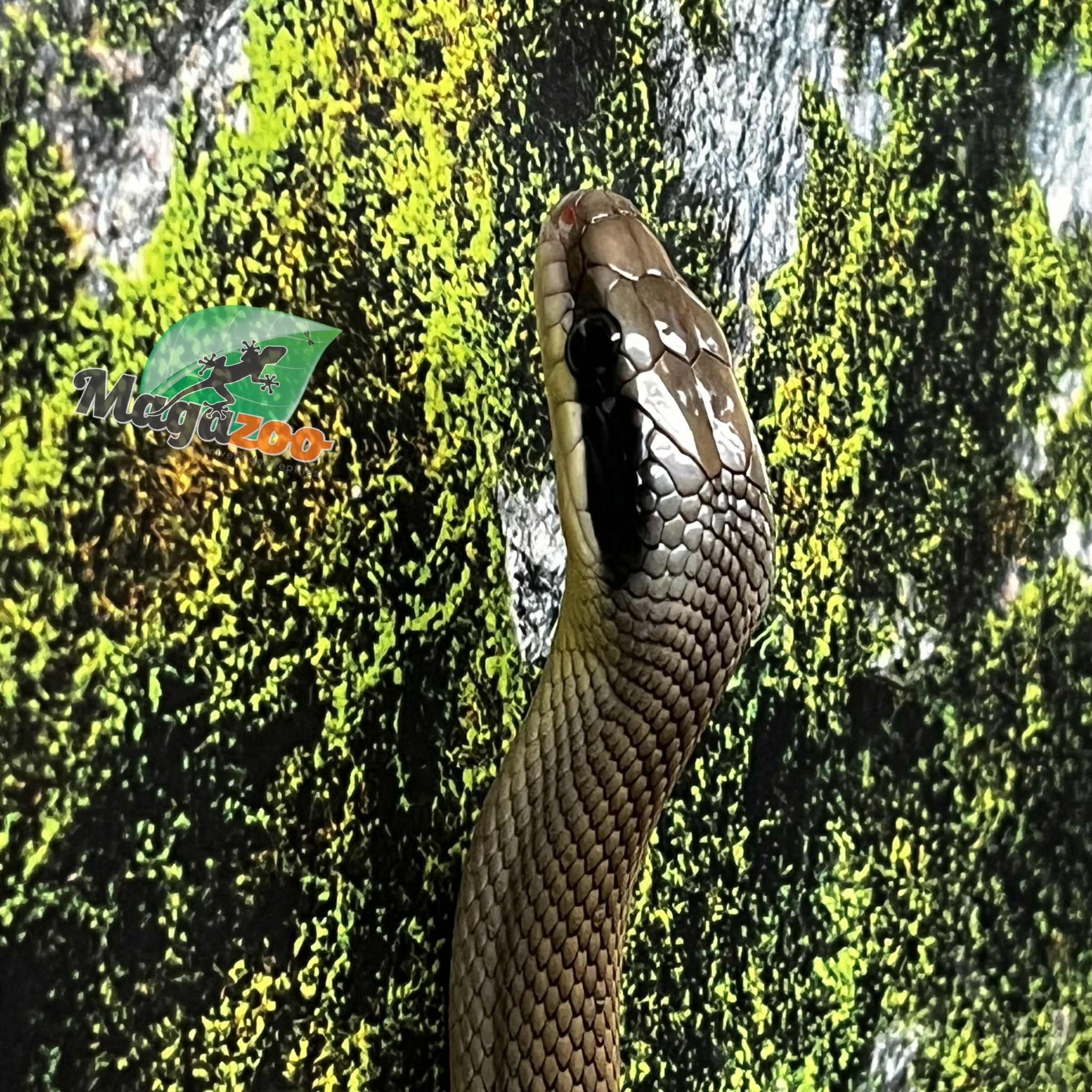 Magazoo Serpent Ratier ''Blue Beauty'' du Vietnam Bébé 2024 Femelle #3