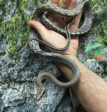 Magazoo Serpent Ratier ''Blue Beauty'' du Vietnam Bébé 2024 Femelle #5