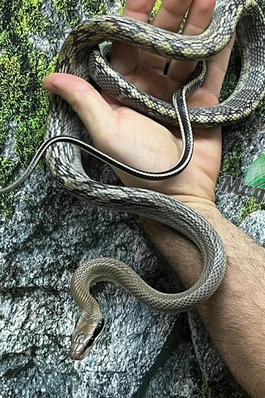 Magazoo Vietman blue beauty rat snake Baby 2024 #5