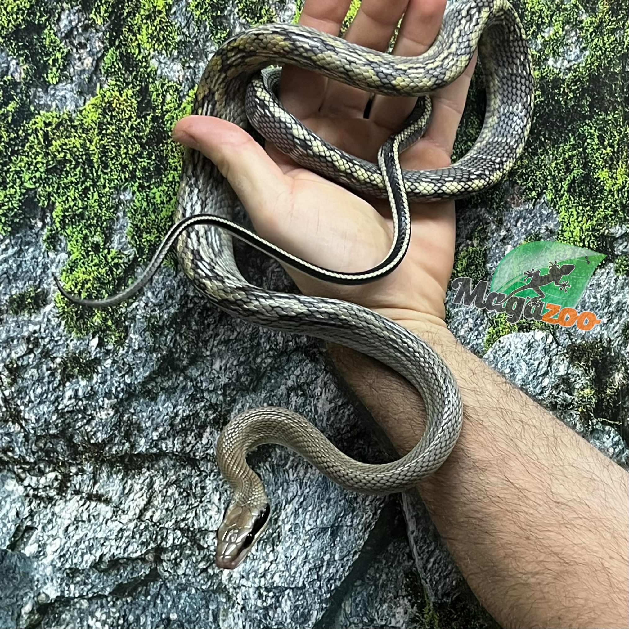 Magazoo Serpent Ratier ''Blue Beauty'' du Vietnam Bébé 2024 Femelle #5