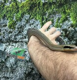 Magazoo Serpent Ratier ''Blue Beauty'' du Vietnam Bébé 2024 Femelle #5