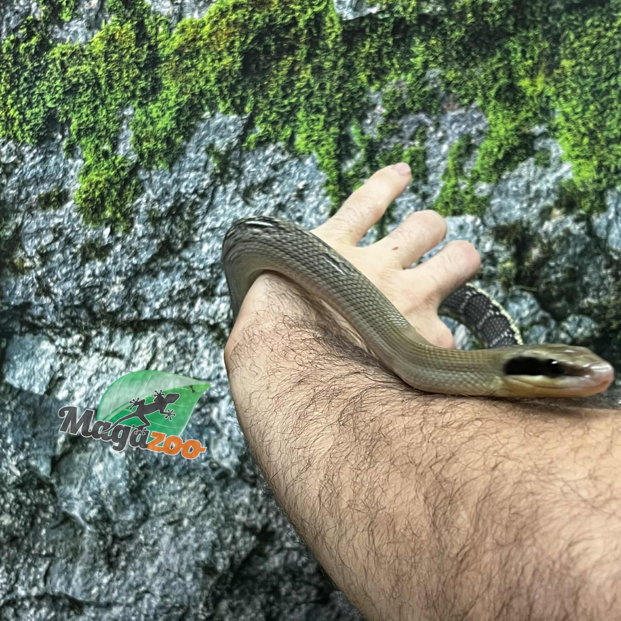Magazoo Serpent Ratier ''Blue Beauty'' du Vietnam Bébé 2024 Femelle #5