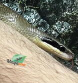 Magazoo Vietman blue beauty rat snake Baby 2024 #5