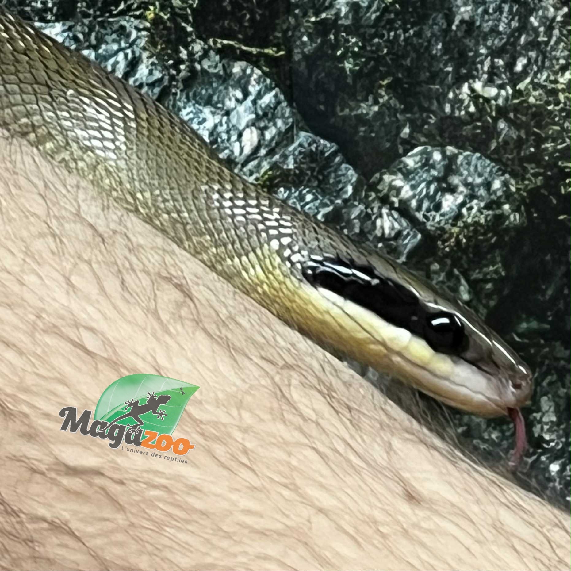 Magazoo Vietman blue beauty rat snake Baby 2024 #5