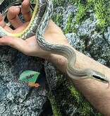 Magazoo Vietman blue beauty rat snake baby 2024 #2