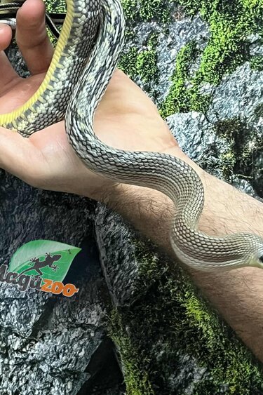 Magazoo Serpent Ratier ''Blue Beauty'' du Vietnam Bébé 2024 #2