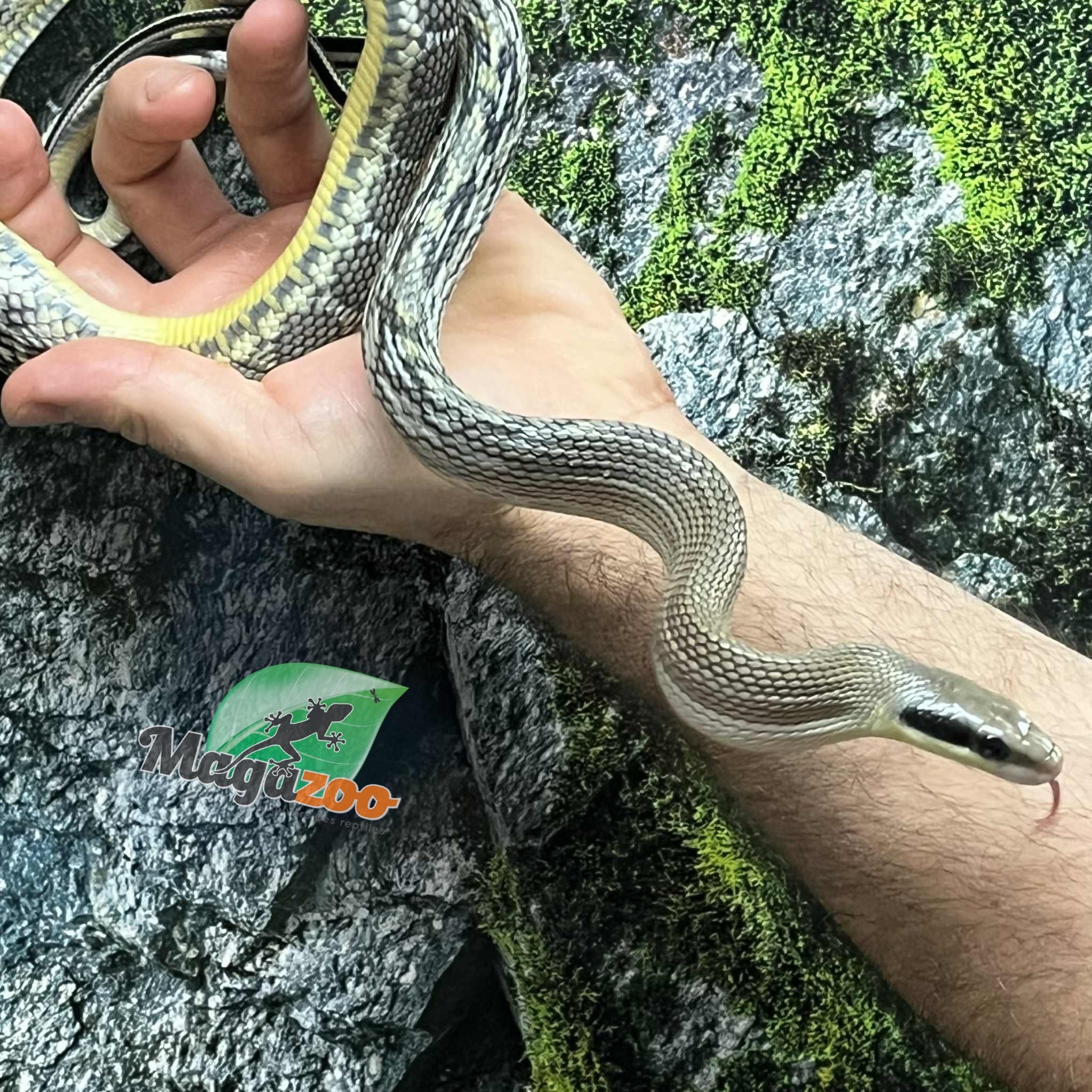 Magazoo Serpent Ratier ''Blue Beauty'' du Vietnam Bébé 2024 #2