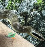 Magazoo Vietman blue beauty rat snake baby 2024 #2