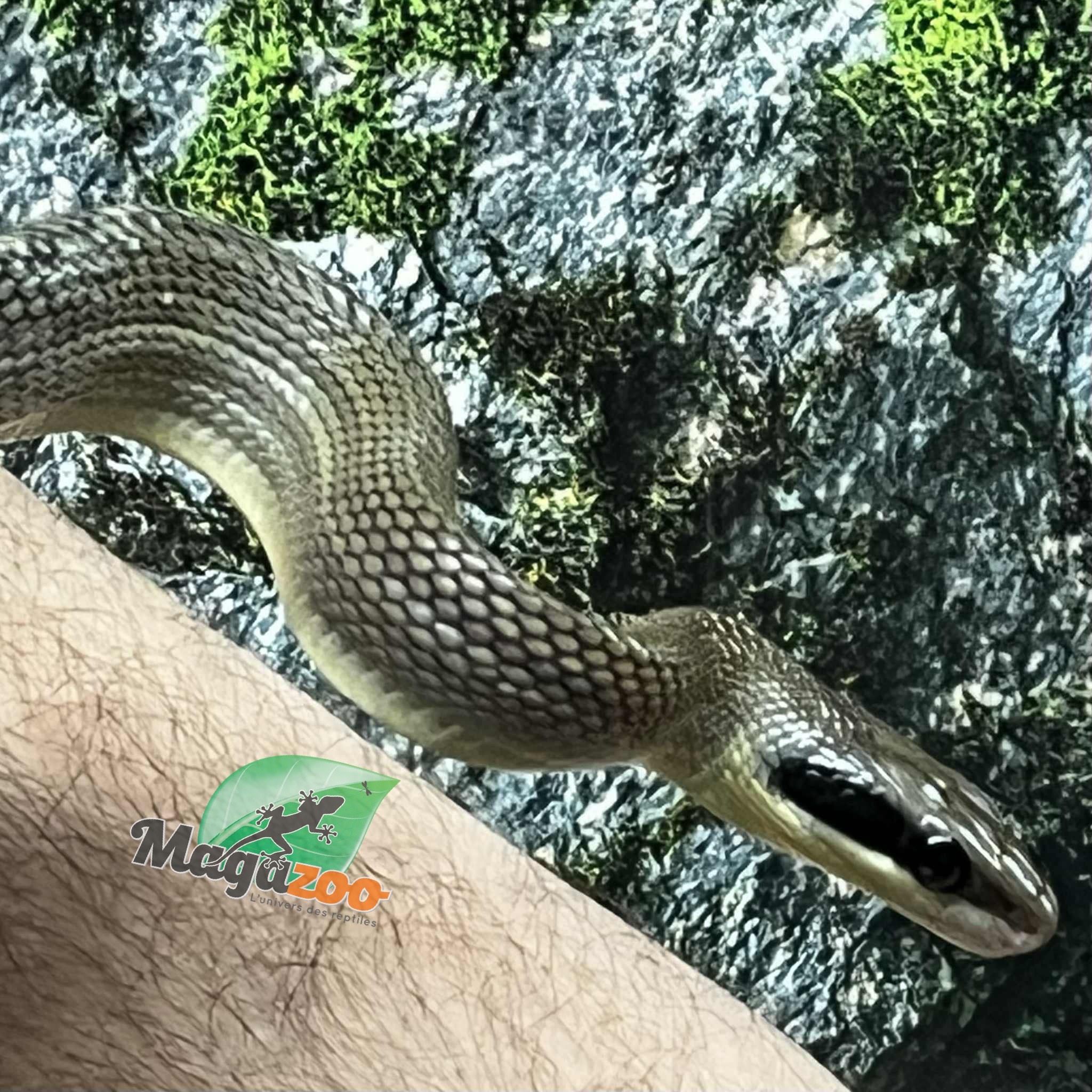 Magazoo Serpent Ratier ''Blue Beauty'' du Vietnam Bébé 2024 #2