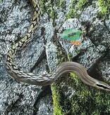 Magazoo Serpent Ratier ''Blue Beauty'' du Vietnam Bébé 2024 #2